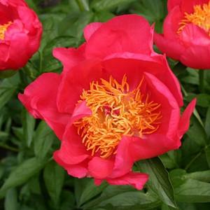 Paeonia 'Flame', Peony 'Flame', 'Flame' Peony, Red Peonies, Red Flowers, Fragrant Peonies